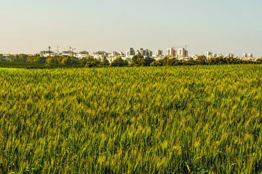 "המשולש החקלאי" ממזרח לאשדוד: האם יהפוך ל"משולש הנדל"ני על חשבון אלתא? צילום: אורי קריספין