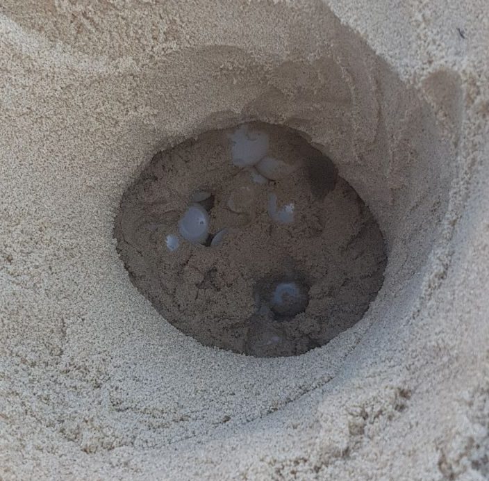 ביצים של צב ים חום בחוף המצודה. צילום: אגף החופים עיריית אשדוד