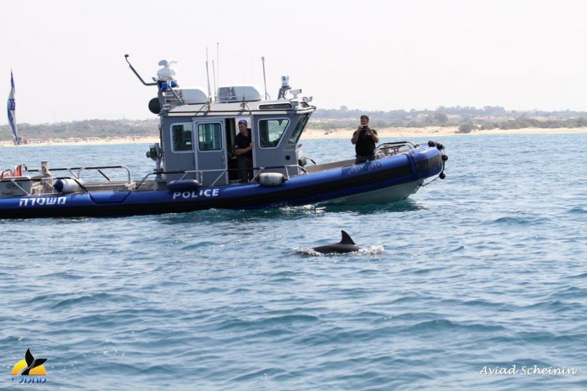 אבטח: ספינת שיטור ימי ולהקת דולפין מצוי בשמורה המתוכננת. צילום: ד"ר אביעד שיינין, מחמל"י ואוניברסיטת חיפה