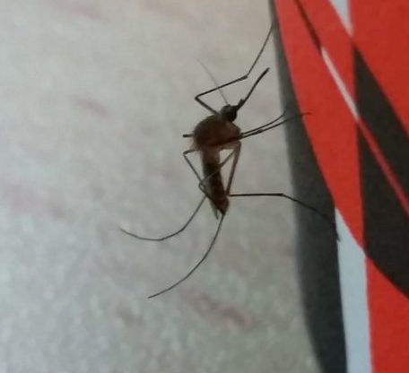 יתוש הקולקס - הגר סבטי רשות הטבע והגנים