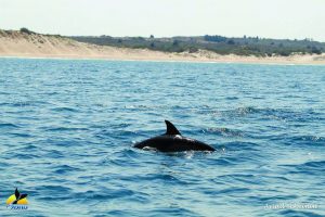 דולפין מצוי מערבית לשמורת אבטח-ד"ר אביעד שיינין, מחמל_י ואוניברסיטת חיפה