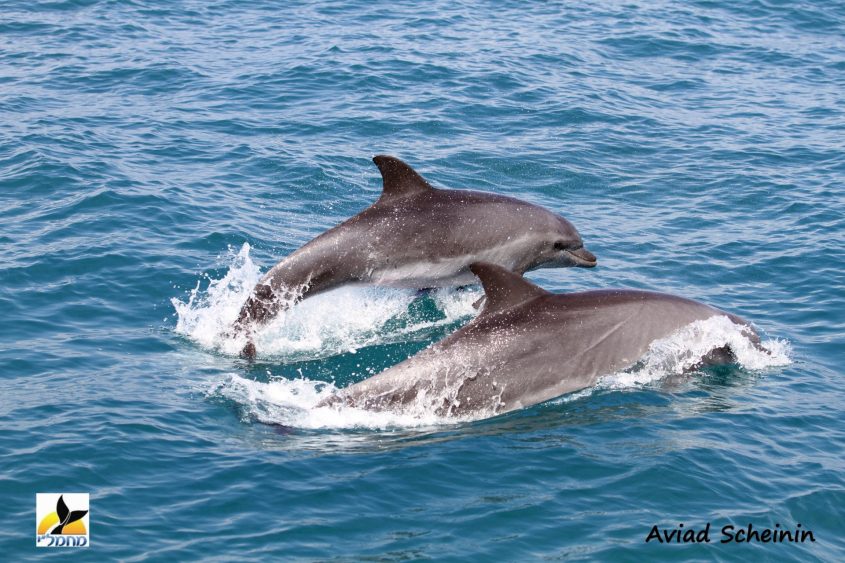 גורי דולפינים. צילום: ד"ר אביעד שיינין