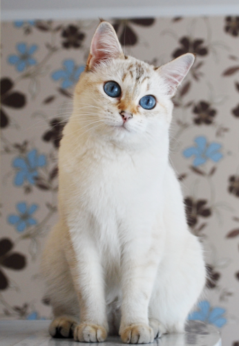 חתול תאילנדי צילום: אנסטסיה בלינובה