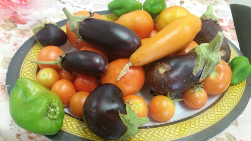 ירקות שמגדלים בגינה הקהילתית באדיבות: המחלקה לרווחת האזרח הותיק