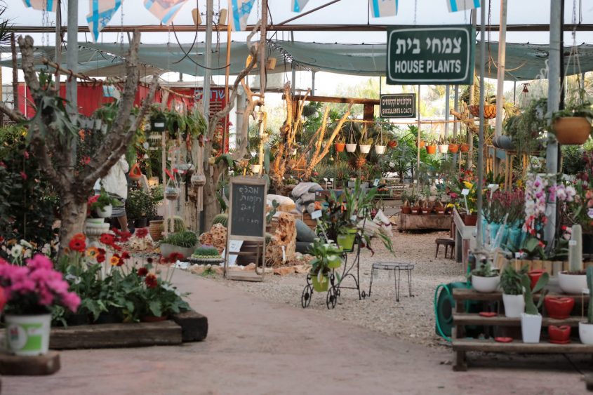 משתלת וונדי. צילום: אורי מילר
