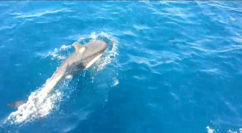 להקת דולפינים מול חופי אשדוד