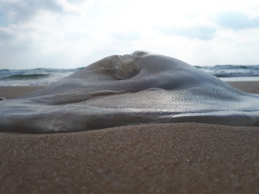 מדוזה ענקית על החול בחוף הים באשדוד. צילום: דור גפני