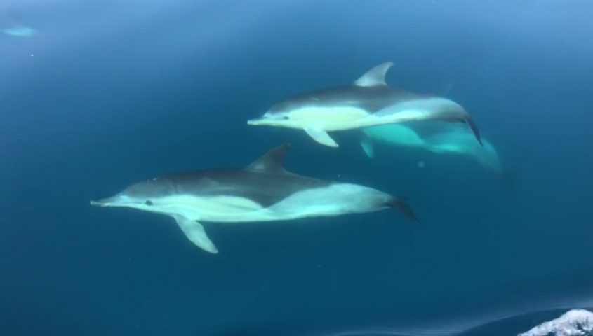 שני דולפינים מצויים מול חופי אשדוד. צילום: רפאלה בביש, מנהלת תחום חינוך, מרכז הדולפין והים