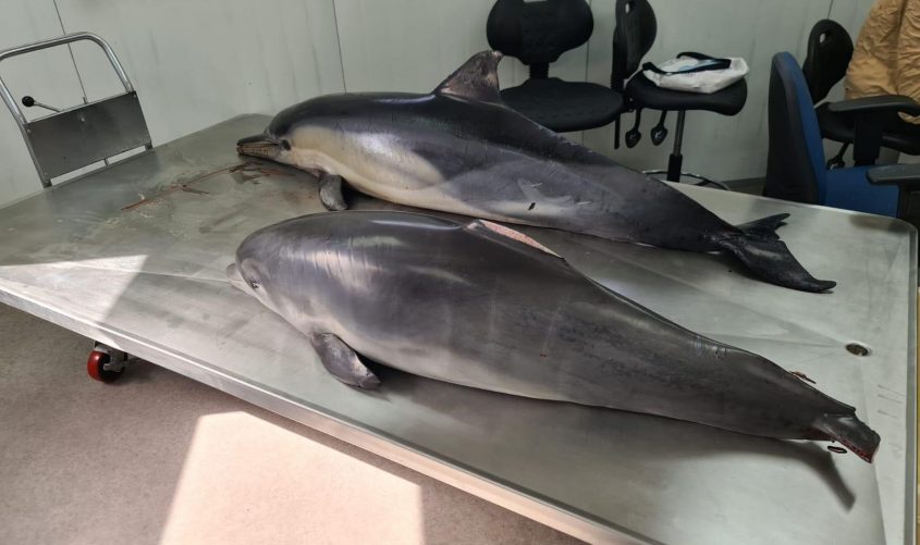 גופות הדולפינים שנמצאו היום. צילום: ד"ר אביעד שיינין