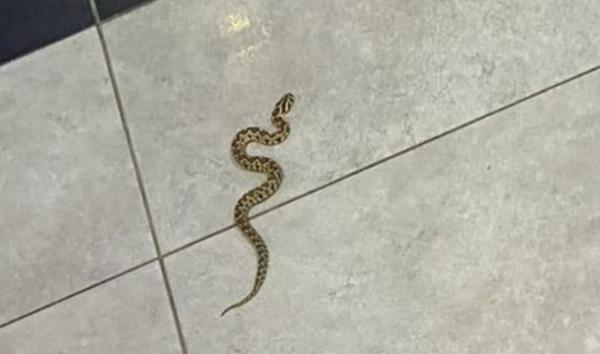 נחש. צילום ארכיון