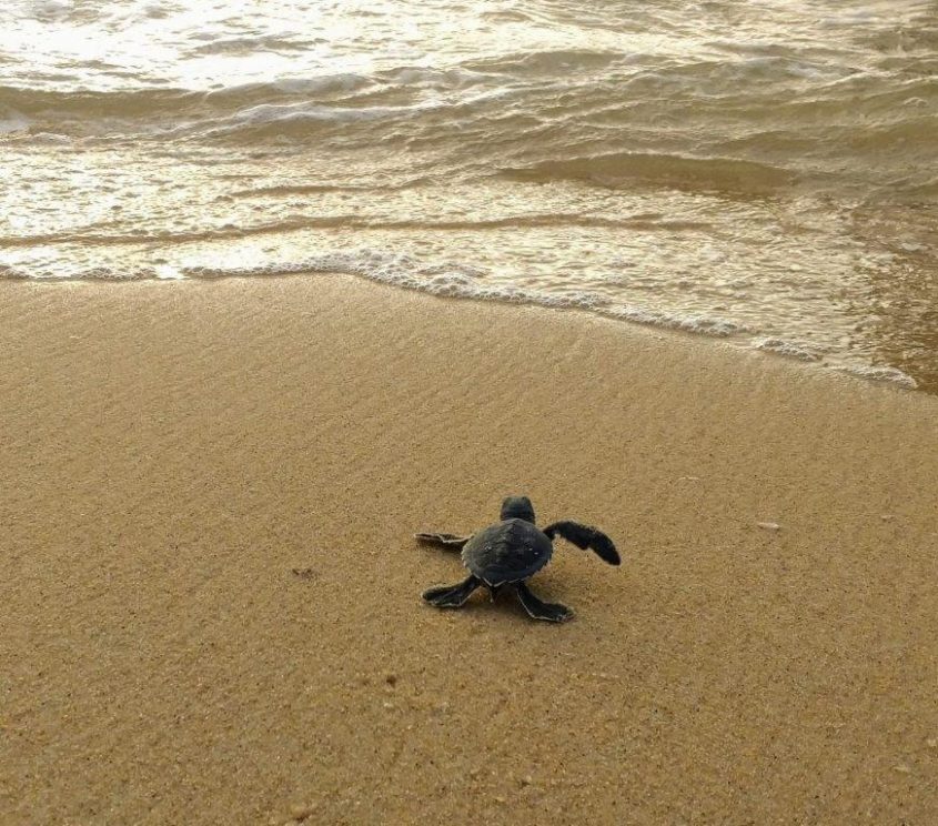 צבי ים שבקע בשמורת ניצנים. צילום: דפנה קלומק