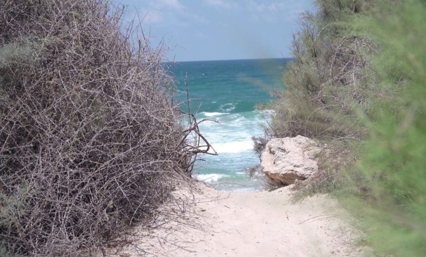 הפארק האקולוגי. צילום: מייק אדרי