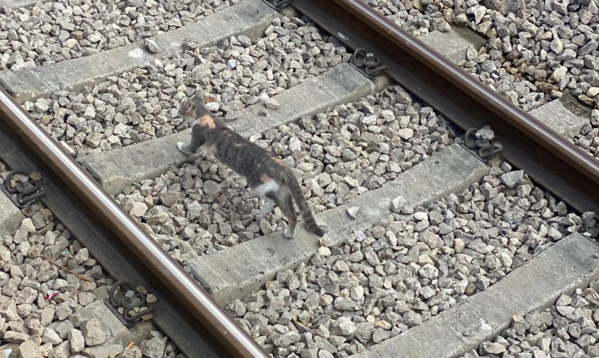 החתול על פסי הרכבת. צילום: רכבת ישראל