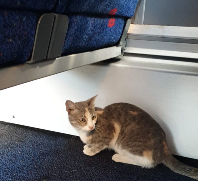 החתול ברכבת. צילום: רכבת ישראל