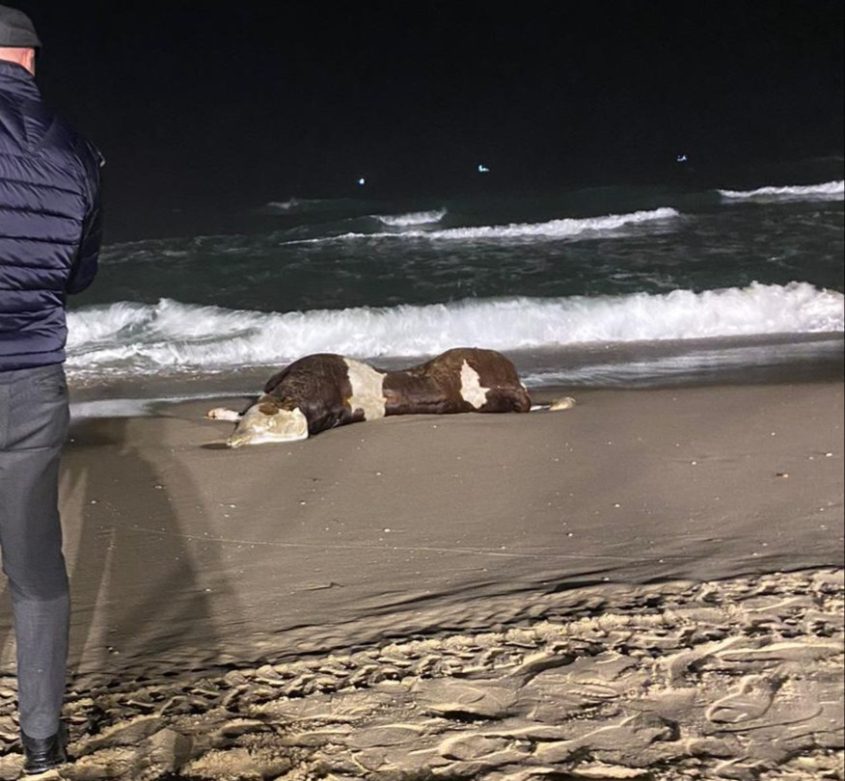 גופת העגל בחוף הקשתות. צילום: ישראל נגד משלוחים חיים