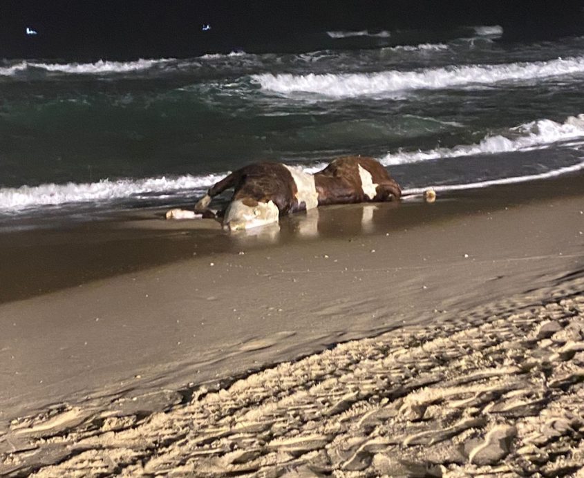 גופת העגל בחוף הקשתות. צילום: ישראל נגד משלוחים חיים