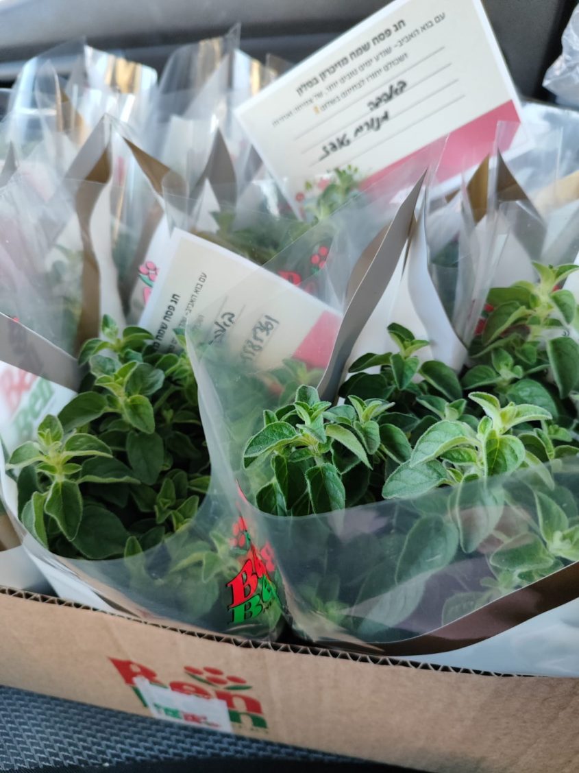 עציצים שחולקו במפגש 'זיכרון בסלון'