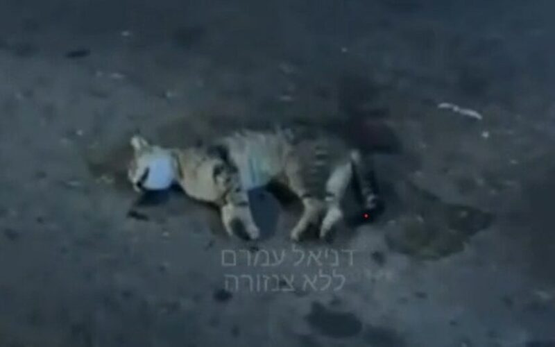 גופת חתול מתוך הסרטון